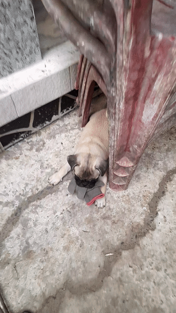 CÒN 1 CON PUG NHÀ ĐẺ CẦN BÁN NHANH Ạ. Mua bán Chó tại Huyện Châu Thành Long An được đăng bởi Duy Thức hình 1