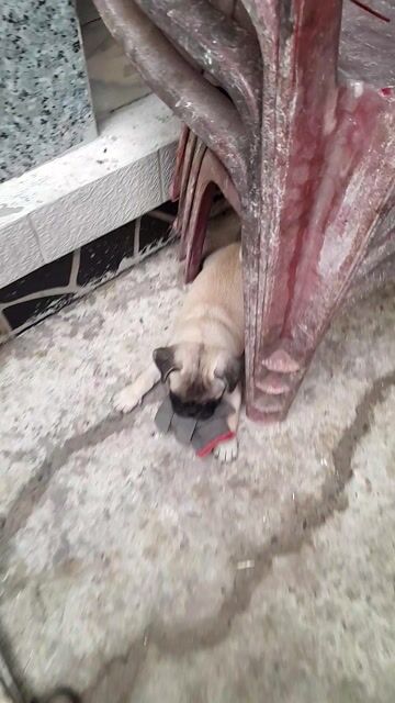CÒN 1 CON PUG NHÀ ĐẺ CẦN BÁN NHANH Ạ. Mua bán Chó tại Huyện Châu Thành Long An được đăng bởi Duy Thức hình 1