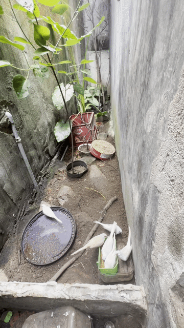 Chim Cu Hà Lan Gáy Hay sinh sản tốt. Mua bán Chim tại Thành phố Huế Thừa Thiên Huế được đăng bởi hồ xuân bảo hình 1