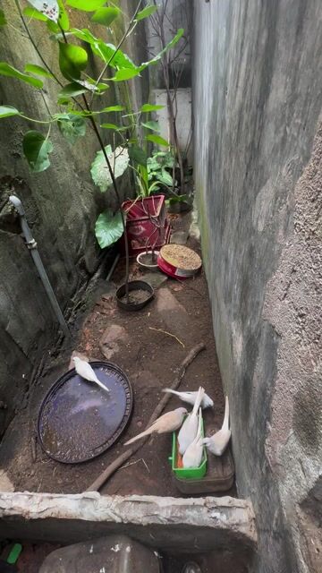 Chim Cu Hà Lan Gáy Hay sinh sản tốt. Mua bán Chim tại Thành phố Huế Thừa Thiên Huế được đăng bởi hồ xuân bảo hình 1