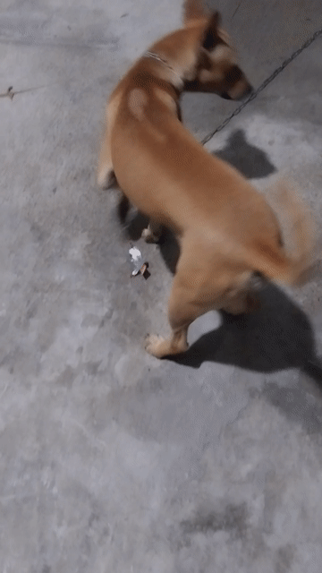 Chó con Nâu vàng đã tiêm phòng. Mua bán Chó tại Huyện Long Thành Đồng Nai được đăng bởi Tuyen Tran Van hình 1
