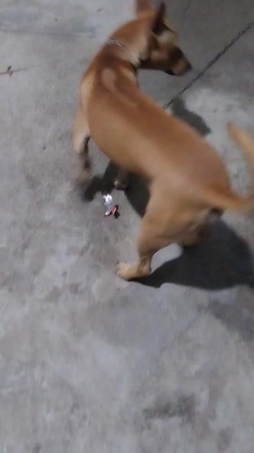 Chó con Nâu vàng đã tiêm phòng. Mua bán Chó tại Huyện Long Thành Đồng Nai được đăng bởi Tuyen Tran Van hình 1