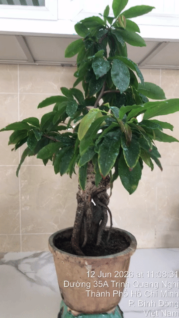 Mai Bonsai Cây cảnh. Mua bán Cây cảnh, đồ trang trí tại Quận 8 Tp Hồ Chí Minh được đăng bởi le xuan minh hình 1