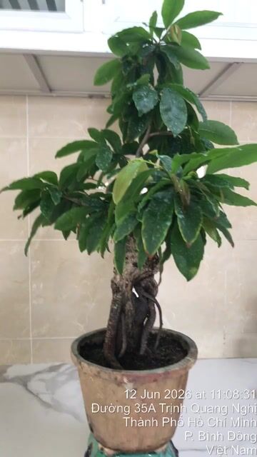 Mai Bonsai Cây cảnh. Mua bán Cây cảnh, đồ trang trí tại Quận 8 Tp Hồ Chí Minh được đăng bởi le xuan minh hình 1