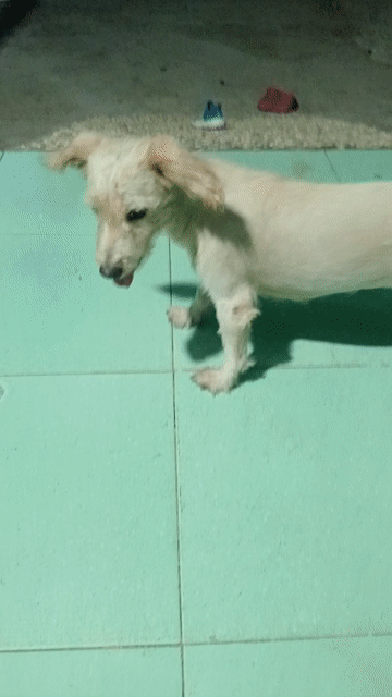 Chó Cái Trắng đen. Mua bán Chó tại Thành phố Bà Rịa Bà Rịa - Vũng Tàu được đăng bởi Dinh Long hình 1