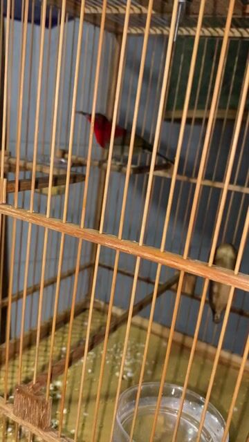 Chim Xác pháo chuyền đực Đỏ. Mua bán Chim tại Huyện Bến Lức Long An được đăng bởi Tuấn hình 1