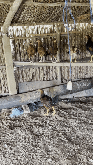 Gà nòi đủ lứa tuổi. Mua bán Gà tại Huyện Cần Giuộc Long An được đăng bởi Nguyễn Anh hình 1