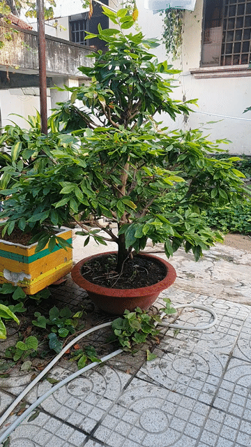 Mai tàng 1.7m gốc 25cm bông zin 8 cánh. Mua bán Cây cảnh, đồ trang trí tại Thành phố Thủ Đức Tp Hồ Chí Minh được đăng bởi vinhcaycanh hình 1