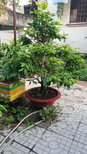 Mai tàng 1.7m gốc 25cm bông zin 8 cánh. Mua bán Cây cảnh, đồ trang trí tại Thành phố Thủ Đức Tp Hồ Chí Minh được đăng bởi vinhcaycanh hình 1