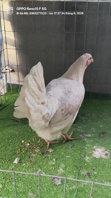 Gà nòi Mỹ trống 2.6kg. Mua bán Gà tại Huyện Châu Phú An Giang được đăng bởi Bi Gà Mỹ  hình 1