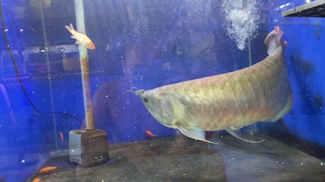 Cá Ngân long 65cm Khỏe mạnh. Mua bán Thú cưng khác tại Thành phố Biên Hòa Đồng Nai được đăng bởi duy dương hình 1