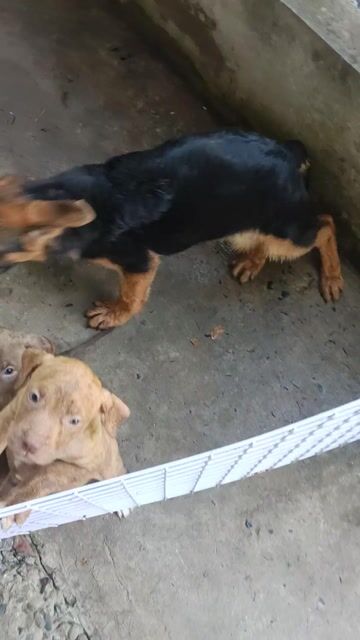 Pitbull khủng. Bandog khủng.