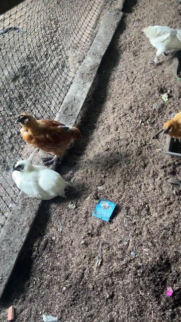 Gà HMông Choai Đen trắng. Mua bán Gà tại Quận Ngũ Hành Sơn Đà Nẵng được đăng bởi hoàng hình 1