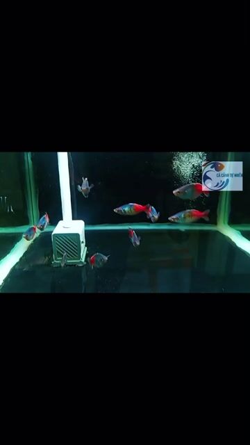 Cá cảnh Cầu vồng Nhiều màu. Mua bán Thú cưng khác tại Huyện Thanh Trì Hà Nội được đăng bởi Cường Nguyễn hình 1