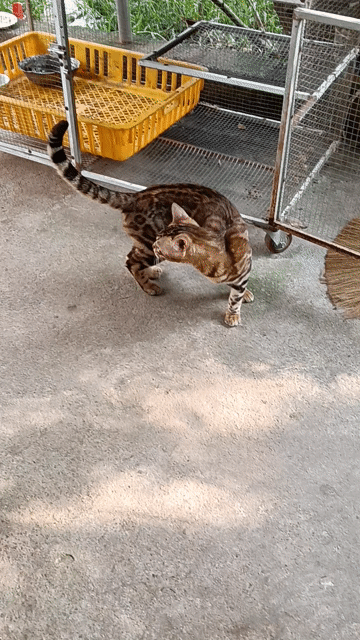 Mèo Bengal đực. Mua bán Mèo tại Thị xã Duy Tiên Hà Nam được đăng bởi Vũ Văn Tính hình 1
