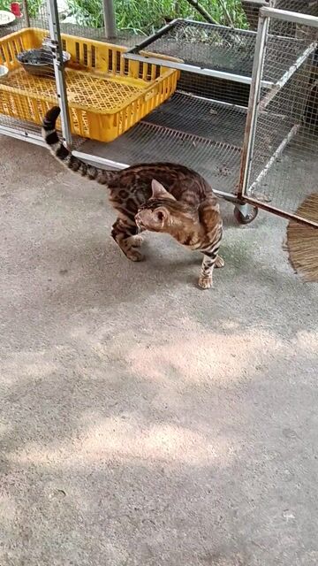 Mèo Bengal đực. Mua bán Mèo tại Thị xã Duy Tiên Hà Nam được đăng bởi Vũ Văn Tính hình 1