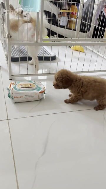 POODLE TINICUP nhỏ xíu thạch sùng bám cổ siêu lanh. Mua bán Chó tại Thành phố Thủ Đức Tp Hồ Chí Minh được đăng bởi Ân Ân chuyên chó cảnh đẹp thuần  hình 1