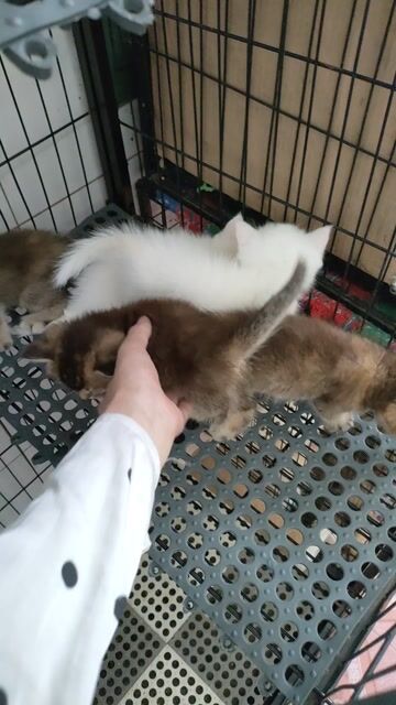 Còn 3em thuii sale giá iu luôn ạ