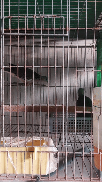 Chim cu gáy sắp sinh sản. Mua bán Chim tại Thành phố Thủ Dầu Một Bình Dương được đăng bởi Quynh hình 1