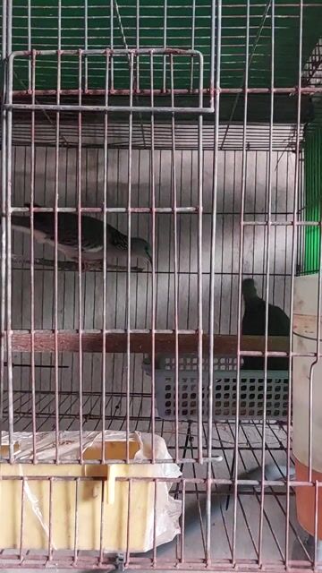 Chim cu gáy sắp sinh sản. Mua bán Chim tại Thành phố Thủ Dầu Một Bình Dương được đăng bởi Quynh hình 1