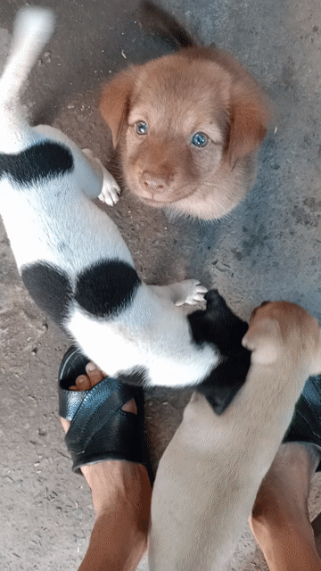 Chó con nhiều màu. Mua bán Chó tại Huyện Bình Chánh Tp Hồ Chí Minh được đăng bởi trung hình 1