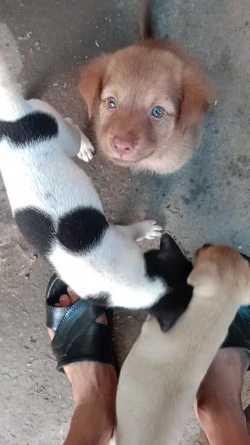 Chó con nhiều màu. Mua bán Chó tại Huyện Bình Chánh Tp Hồ Chí Minh được đăng bởi trung hình 1