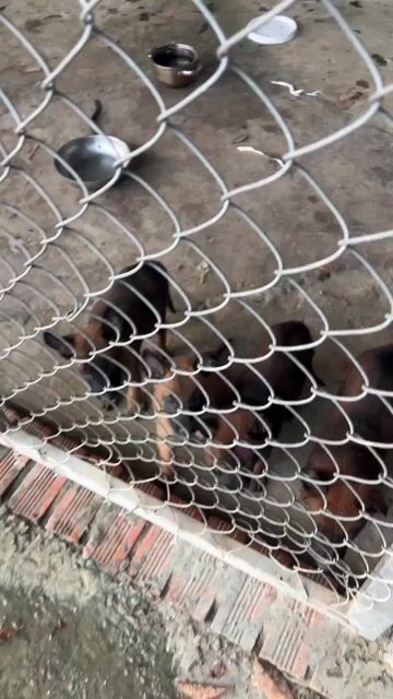 Chó Malinois Nâu đỏ. Mua bán Chó tại Thành phố Thuận An Bình Dương được đăng bởi Ô Rê hình 1