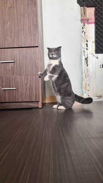 Mèo Anh chân lùn cái 8 tháng. Mua bán Mèo tại Quận Tây Hồ Hà Nội được đăng bởi Trịnh Tú Bình hình 1