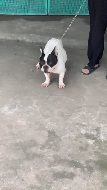 bull pháp đực đẹp. Mua bán Chó tại Thành phố Biên Hòa Đồng Nai được đăng bởi hang lete hình 1