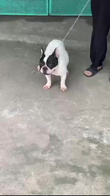 bull pháp đực đẹp. Mua bán Chó tại Thành phố Biên Hòa Đồng Nai được đăng bởi hang lete hình 1