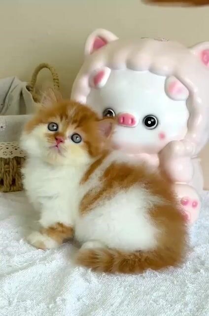 Mèo chân lùn munchkin màu cam đực siêu đáng yêu. Mua bán Mèo tại Thành phố Thủ Đức Tp Hồ Chí Minh được đăng bởi Âu Minh Huy hình 1