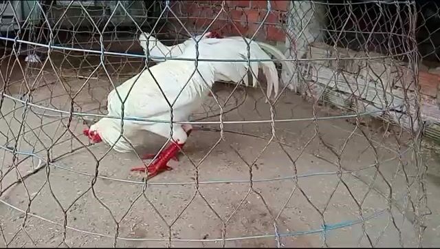 Úa chân xanh 3.1kg . Mua bán Gà tại Huyện Châu Phú An Giang được đăng bởi Nam Phan hình 1