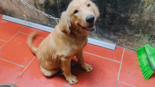 Chó Golden Retriever đực 4 tháng Vàng 1 mũi. Mua bán Chó tại Huyện Thạch Thất Hà Nội được đăng bởi Hai Dang Vu Dinh hình 1
