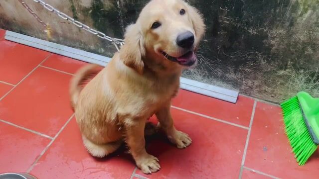 Chó Golden Retriever đực 4 tháng Vàng 1 mũi. Mua bán Chó tại Huyện Thạch Thất Hà Nội được đăng bởi Hai Dang Vu Dinh hình 1