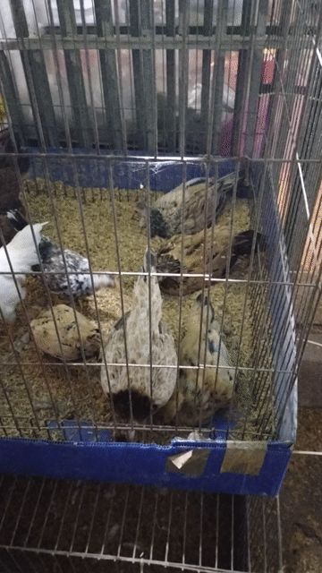 Gà mái tre mini cái đa sắc. Mua bán Gà tại Quận Gò Vấp Tp Hồ Chí Minh được đăng bởi Trần Tấn Cang  hình 1