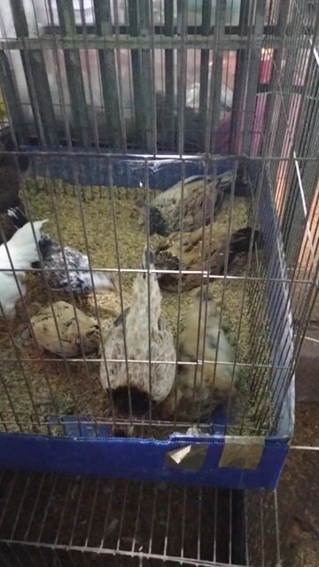 Gà mái tre mini cái đa sắc. Mua bán Gà tại Quận Gò Vấp Tp Hồ Chí Minh được đăng bởi Trần Tấn Cang  hình 1