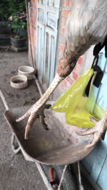 Mái điều chân trắng vuông. Mua bán Gà tại Huyện Bình Chánh Tp Hồ Chí Minh được đăng bởi Việt Gà hình 1