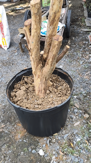 Cây ổi truyền thống 1.3m hoành 65cm. Mua bán Cây cảnh, đồ trang trí tại Huyện Gò Dầu Tây Ninh được đăng bởi Dương hình 1