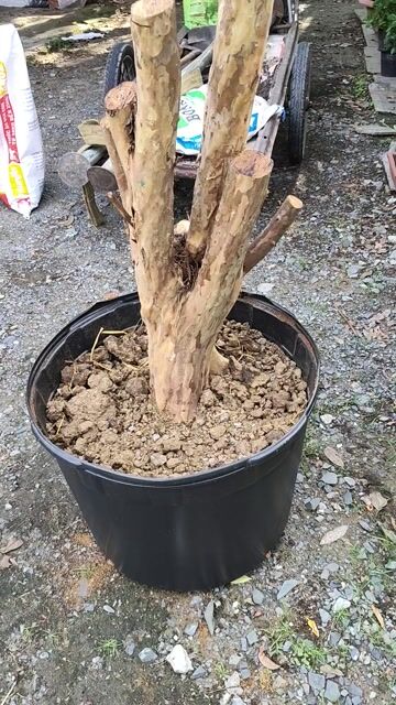 Cây ổi truyền thống 1.3m hoành 65cm. Mua bán Cây cảnh, đồ trang trí tại Huyện Gò Dầu Tây Ninh được đăng bởi Dương hình 1