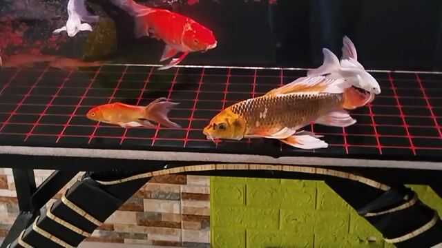 Cá Koi lớn nhỏ đa sắc. Mua bán Thú cưng khác tại Thành phố Vĩnh Long Vĩnh Long được đăng bởi Cao quang phuc hình 1