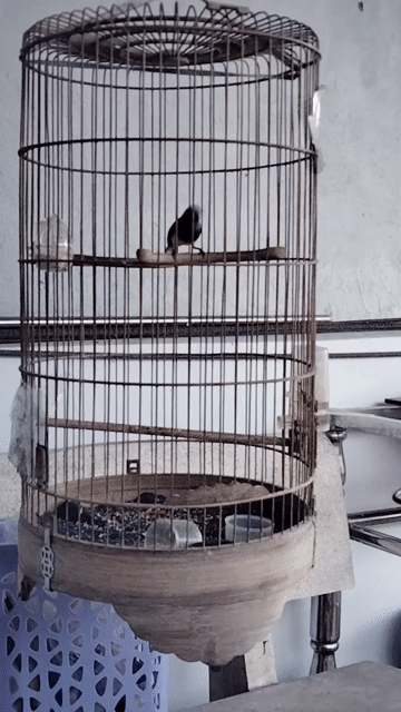Chim hút mật 5 màu bụng vàng. Mua bán Chim tại Quận Tân Phú Tp Hồ Chí Minh được đăng bởi bi hình 1