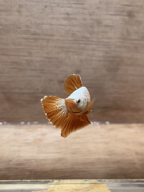 Cá Betta Plakat Trống 3-3.5cm. Mua bán Thú cưng khác tại Quận 3 Tp Hồ Chí Minh được đăng bởi Long hình 1