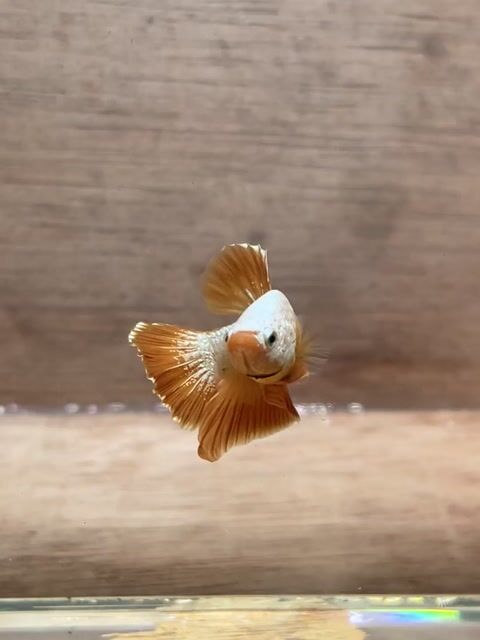 Cá Betta Plakat Trống 3-3.5cm. Mua bán Thú cưng khác tại Quận 3 Tp Hồ Chí Minh được đăng bởi Long hình 1