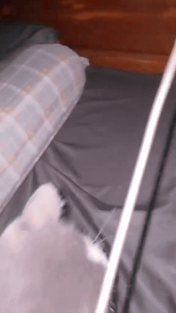 Mèo Munchkin cái. Mua bán Mèo tại Thành phố Thuận An Bình Dương được đăng bởi Cao quoc huy Nguyễn hình 1
