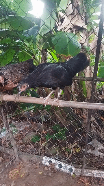 Gà mái tơ Cái Đen, Chuối . Mua bán Gà tại Quận Ô Môn Cần Thơ được đăng bởi gà đá cựa sắt hình 1