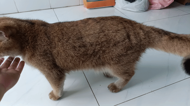 Mèo Nâu vàng đã tiêm phòng. Mua bán Mèo tại Huyện Đức Hòa Long An được đăng bởi Nhã Nguyễn Hoài hình 1