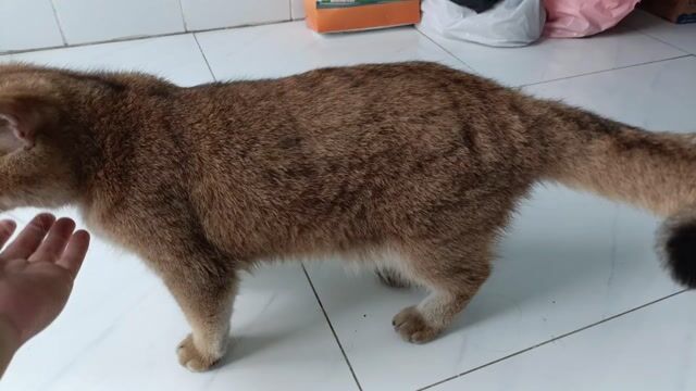 Mèo Nâu vàng đã tiêm phòng. Mua bán Mèo tại Huyện Đức Hòa Long An được đăng bởi Nhã Nguyễn Hoài hình 1