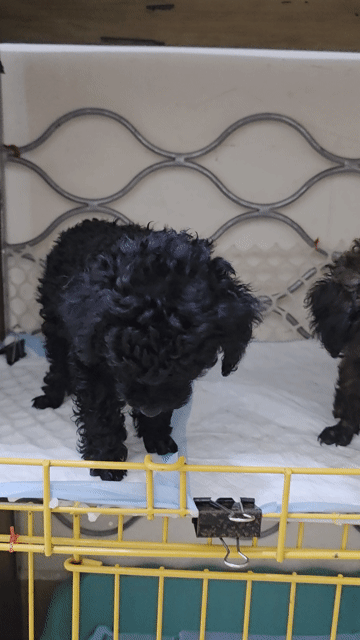 cần để lại 2 bé gái Poodle  con.. Mua bán Chó tại Quận 4 Tp Hồ Chí Minh được đăng bởi Ngọc hình 1