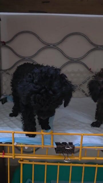 cần để lại 2 bé gái Poodle  con.. Mua bán Chó tại Quận 4 Tp Hồ Chí Minh được đăng bởi Ngọc hình 1