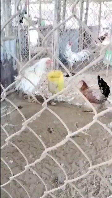 Gà mái Mỹ,  trống Thái Mỹ khỏe mạnh. Mua bán Gà tại Huyện Mỹ Xuyên Sóc Trăng được đăng bởi Châu Minh Nhựt  hình 1